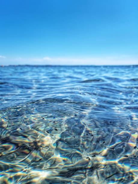 Shoal of small fish photographed through water surface in Red Sea, Egypt.