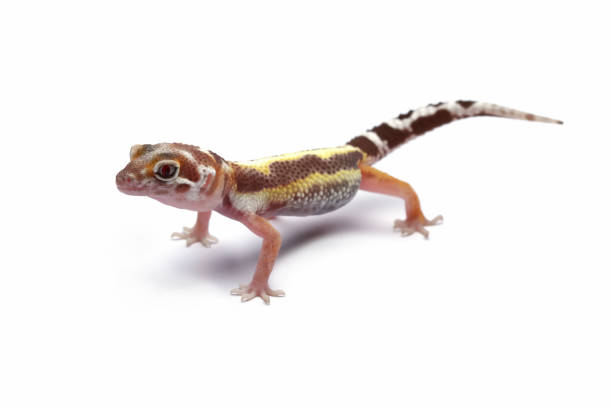 istock Baby leopard gecko lizard full length body 2198380666
