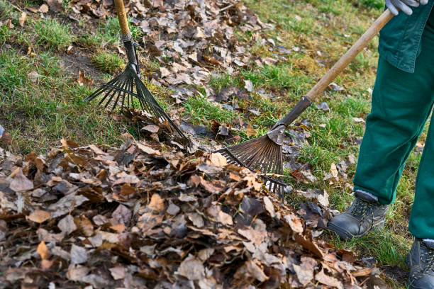 istock Raking clean sweeping fallen leaves with a garden rake 2198381416