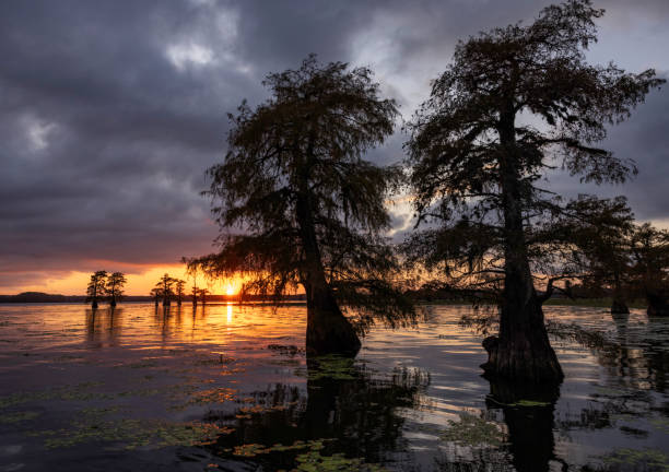 istock Sunset on Lake Caddo 2198383279