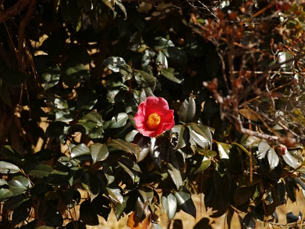 A vibrant red camellia flower in full bloom with dark green leaves and sunlight shining through.