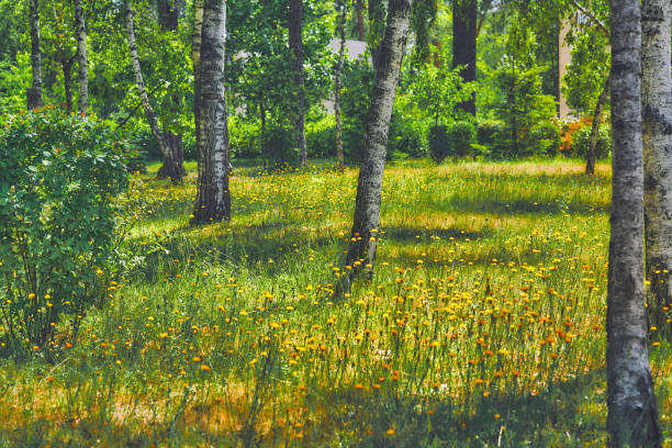 Spring birch buds nature landscape