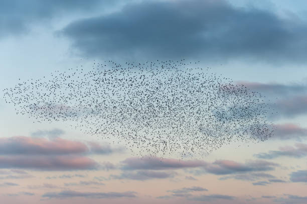 istock Amazing image of starling murmuration in flight during pastel colour Winter sunset evening 2198387151
