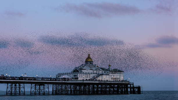 istock Amazing image of starling murmuration in flight over Victorian pier during pastel colour Winter sunset evening 2198387187