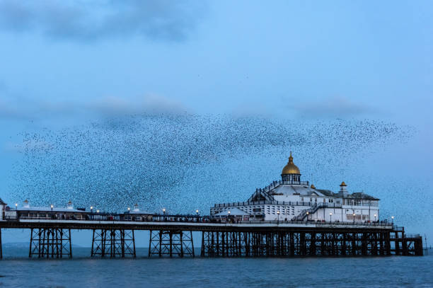 istock Amazing image of starling murmuration in flight over Victorian pier during pastel colour Winter sunset evening 2198387213