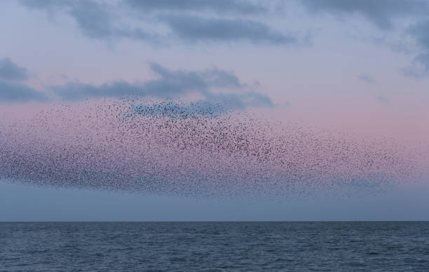 istock Amazing image of starling murmuration in flight during pastel colour Winter sunset evening 2198387447