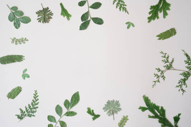 istock Elegant floral frame border with greenery on a white background. Invitation, Greeting card, Nature-themed design, Mock up, Copy space 2198387457