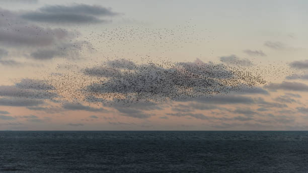 istock Amazing image of starling murmuration in flight during pastel colour Winter sunset evening 2198387460