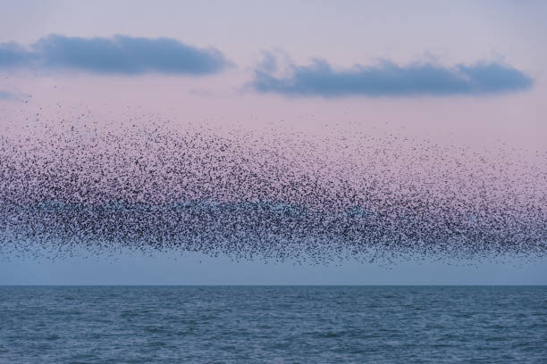 istock Amazing image of starling murmuration in flight during pastel colour Winter sunset evening 2198387474