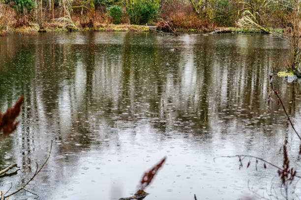 istock Wetlands Rainy Lake 5 2198387806
