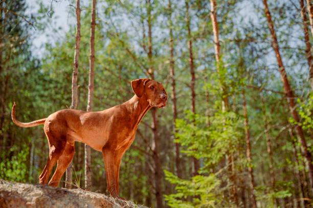 istock Red hunting vizsla dog in a coniferous forest 2198390266