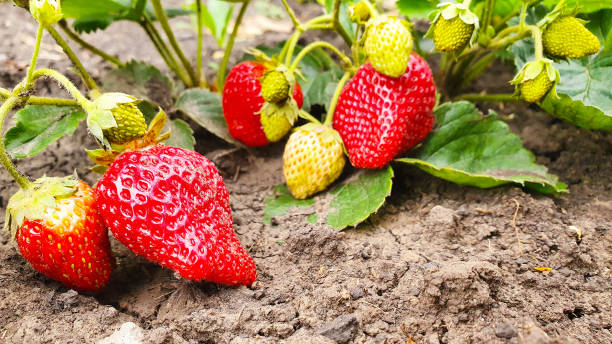 istock Strawberry in the garden 2198390346