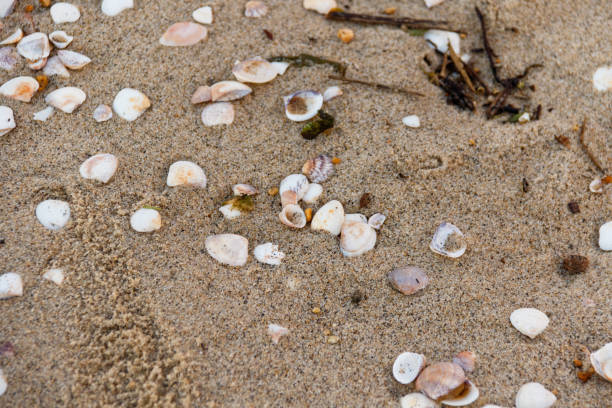 Shells on the sand of a beach in Rio de Janeiro, Brazil.