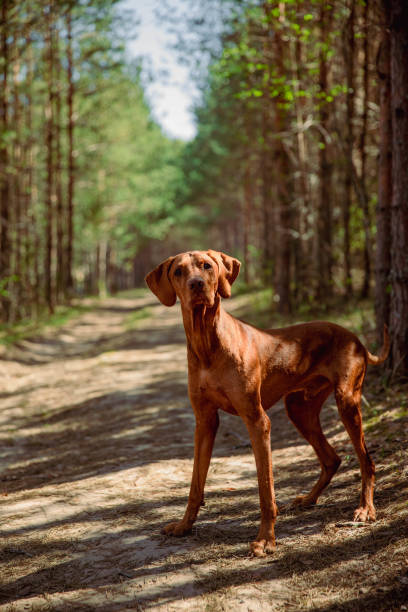 istock Red hunting vizsla dog in a coniferous forest 2198393407