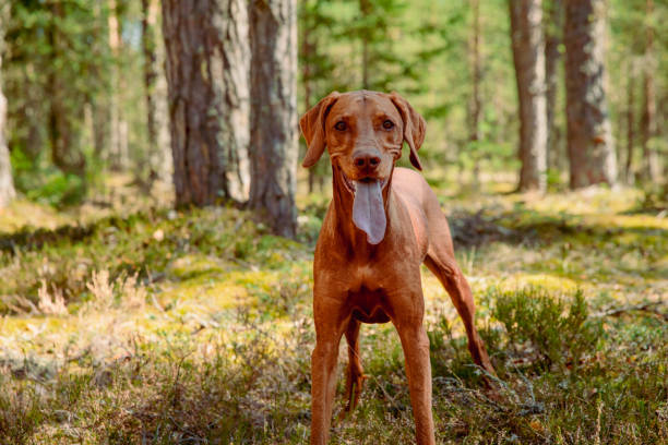 istock Red hunting vizsla dog in a coniferous forest 2198393916