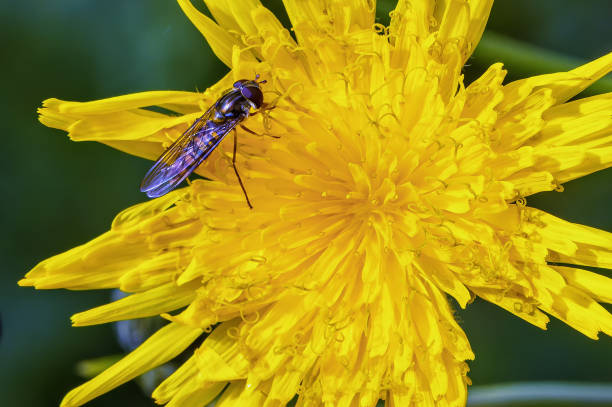 The delicate beauty of a fly resting on the bright petals of a full bloom dandelion against a soft green background.