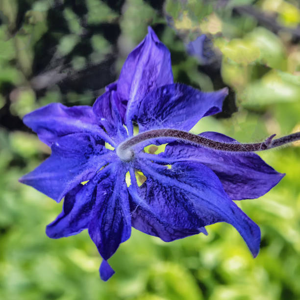 Beautiful blooming blue pole flower with long stem on blurred background. The flower is directed downwards, its petals are widely opened.
