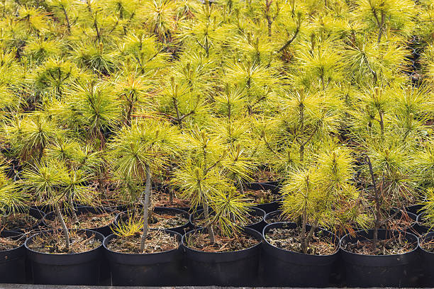istock Young Pine Seedlings Thriving in Black Nursery Pots at a Tree Farm 2198395010