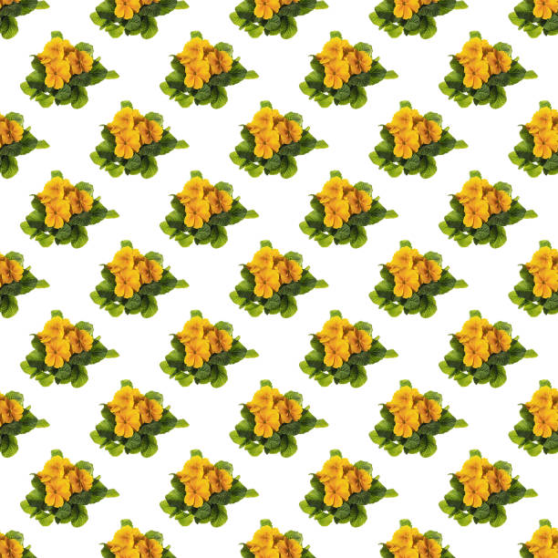 Primrose seedling with yellow blooming flowers isolated on white background as a seamless pattern