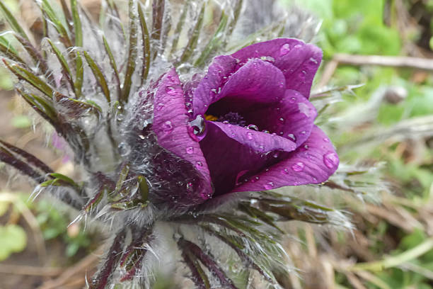 A wild purple poppy flower covered in sparkling dew drops, revealing intricate details and vibrant colors in its natural woodland setting.