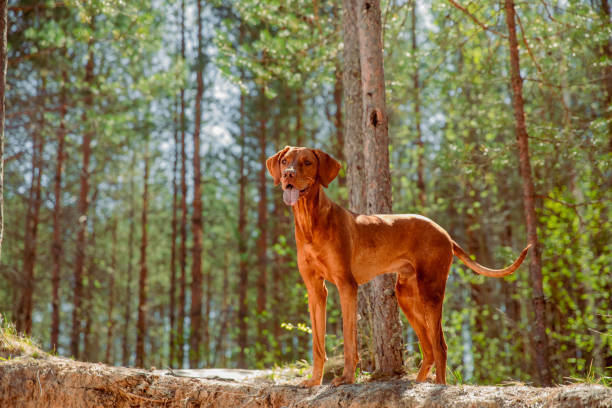 istock Red hunting vizsla dog in a coniferous forest 2198396433