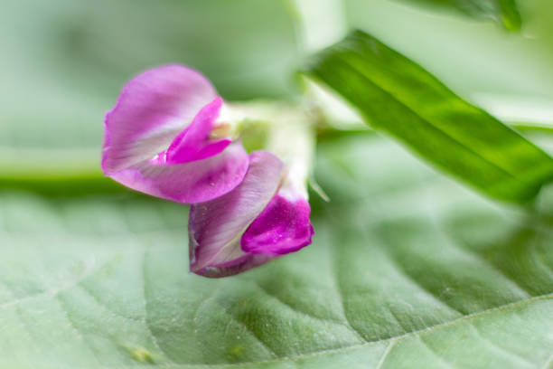 A delicate pink flower in full bloom stands out against a backdrop of lush green leaves. Tiny details of the petals and subtle color variations are highlighted in this close-up macro shot.