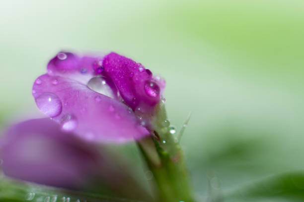 A delicate pink flower covered in tiny water droplets, captured in extreme close-up. The soft-focus background enhances the vibrant color and intricate details of the petals.