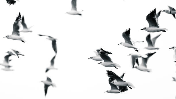 istock B&W image of flying gulls in the group 2198397892