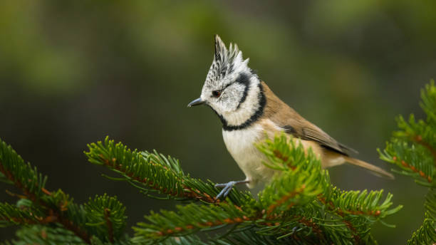istock A close-up portrait of a wild Crested-tit 2198398093