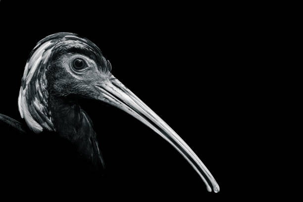 A black and white portrait of a Madagascar Ibis close-up (Zoophotography / Captive)