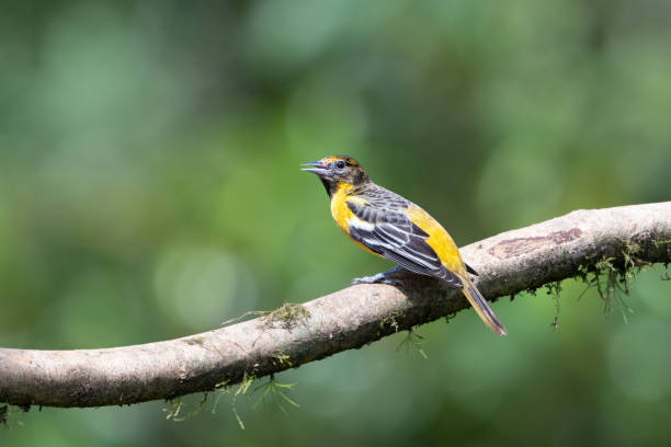 The Baltimore oriole, Icterus galbula. Bird in the nature habitat. Birdwatching in Costa Rica. Wildlife scene from nature.