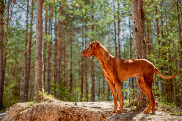 istock Red hunting vizsla dog in a coniferous forest 2198399227