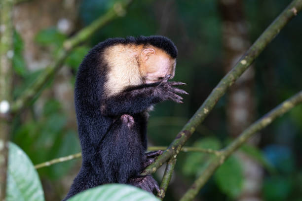 The Colombian white-faced capuchin (Cebus capucinus) in the nature habitat, sitting on the tree. Animal watching in Costa Rica. Wildlife scene from nature.