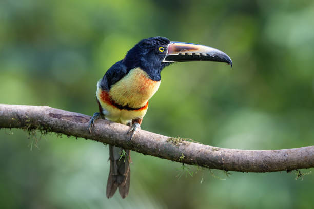 istock The collared aracari or collared aracari, Pteroglossus torquatus, on the branch 2198399971