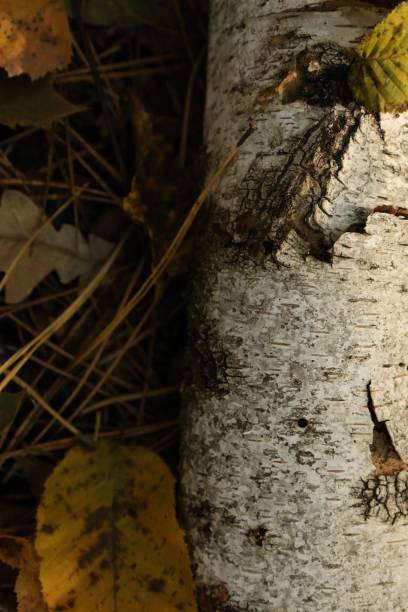 istock Closeup of fall ground with leaves and birch trunk 2198400046