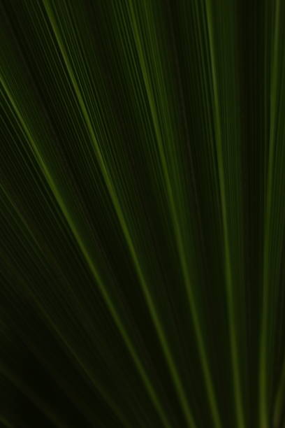 Dark green closeup of palm leaf