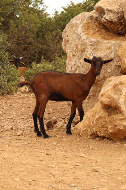 istock Wild brown goat in its natural habitant 2198400055