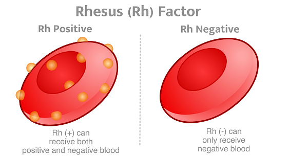 Transfusion Rhesus Rhesus Factor Anatomy Rh Positive Negative Versus Rh Factor Is A ...