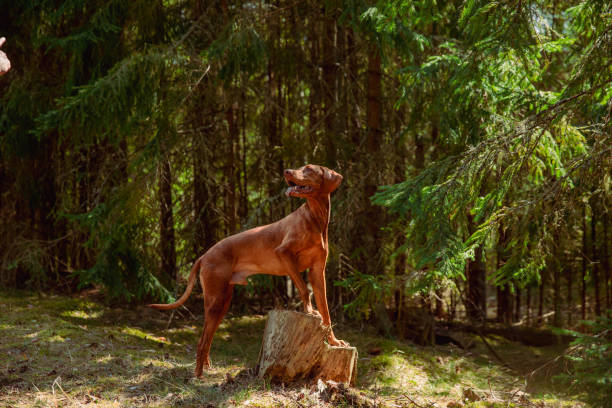 istock Red hunting vizsla dog in a coniferous forest 2198401919