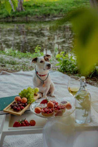 istock Jack Russell Terrier on a summer picnic with fruit 2198403225