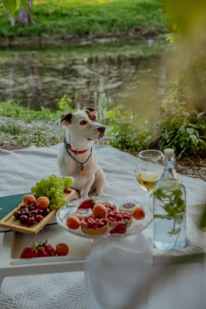 istock Jack Russell Terrier on a summer picnic with fruit 2198403361