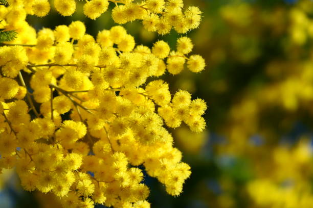 istock Mimosa, Ceret, Pyrenees-Orientales 2198403480