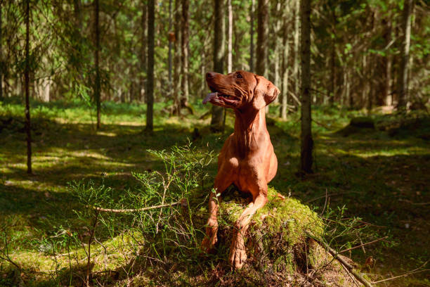 istock Red hunting vizsla dog in a coniferous forest 2198403497