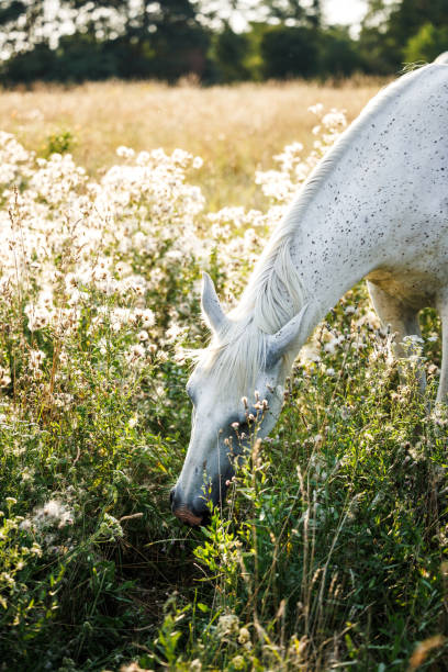 istock White horse grazing grass on meadow 2198403705