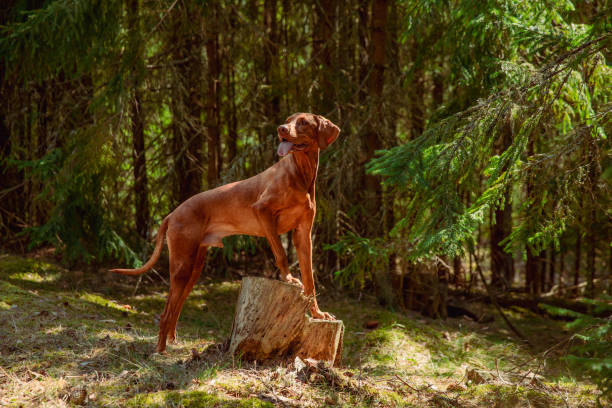 istock Red hunting vizsla dog in a coniferous forest 2198403820