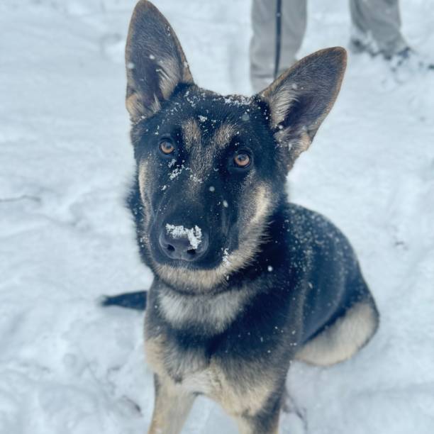 istock Dog Days of Winter 2198404554