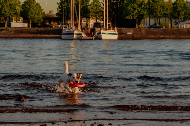 istock Jack Russell Terrier running through the water with a toy in his teeth 2198404748