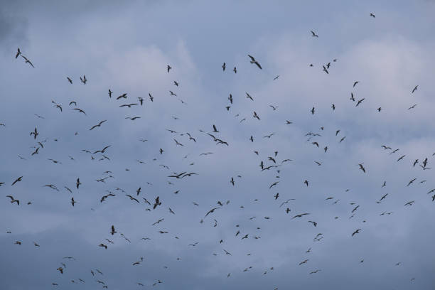 istock A flock of seagulls flying in the sky 2198404776