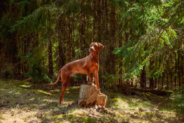 istock Red hunting vizsla dog in a coniferous forest 2198405137