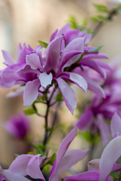 istock close up of blooming bright pink magnolia. 2198405455